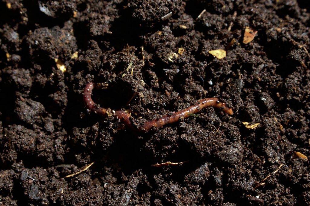 Wormery Wome composting at home