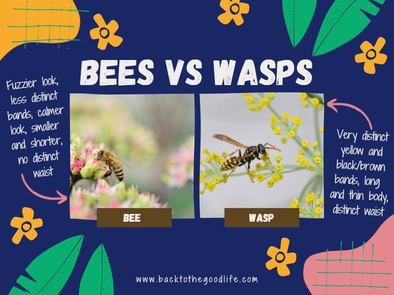 Bees Vs Wasps