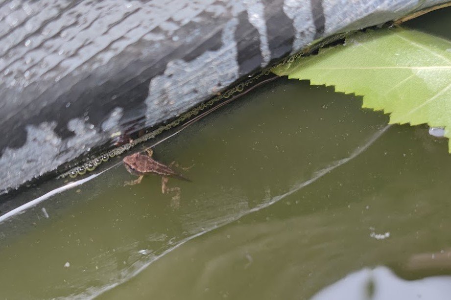 a tiny baby frog swimming in pond water