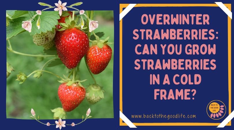 https://backtothegoodlife.com/wp-content/uploads/2022/07/overwintering-strawberries-featured.jpg