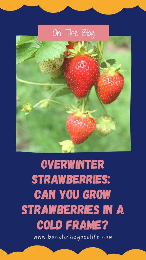 Overwinter Strawberries: Can You Grow Strawberries In A Cold Frame?