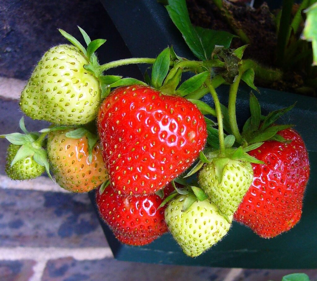 strawberries 5