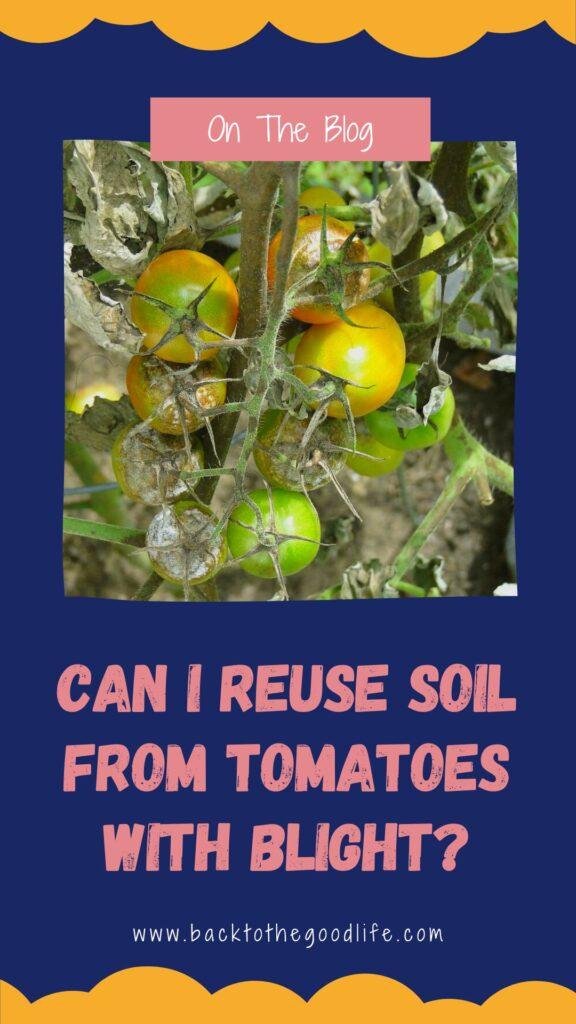 Can I Reuse Soil From Tomatoes With Blight pinterest