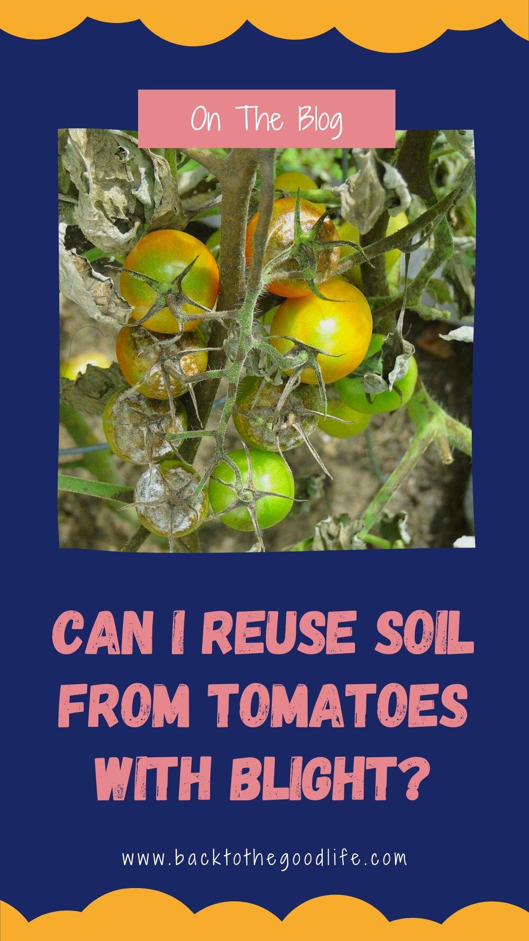 blight-can-i-reuse-soil-from-tomatoes-with-blight-back-to-the-good-life