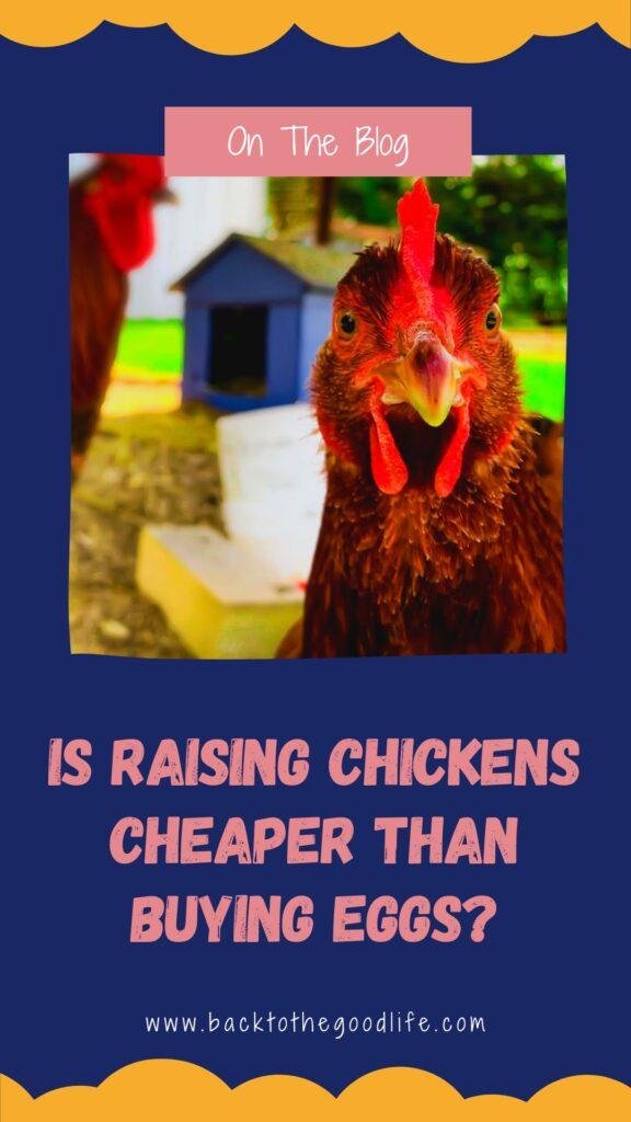 Is Raising Chickens Cheaper Than Buying Eggs - Pinterest