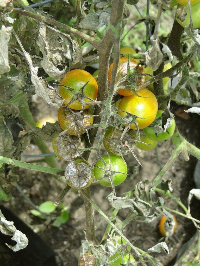 A bad case of blight in tomato plants