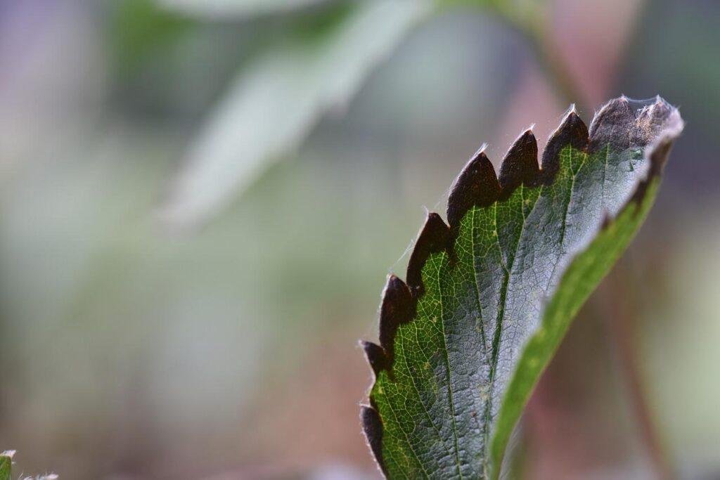Blight setting in on a plant leaf