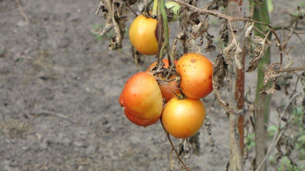 Late-Stage Blight on Tomato plants