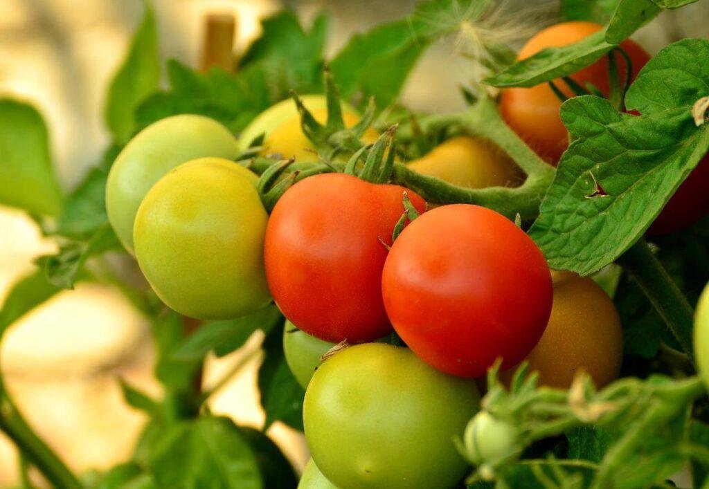 A healthy tomato plant with no sign of blight