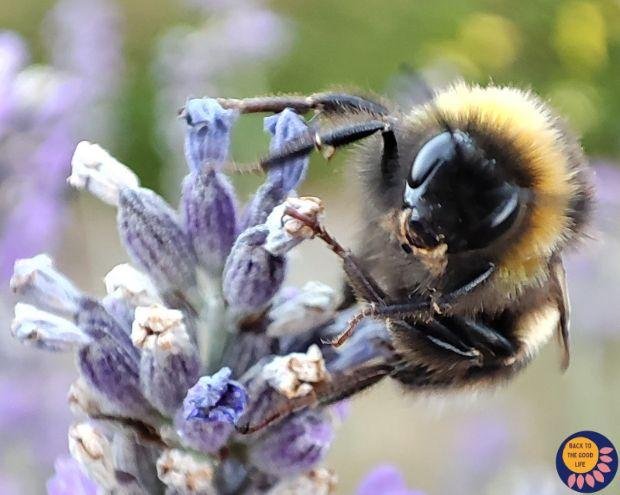 A bee on a lavender plant