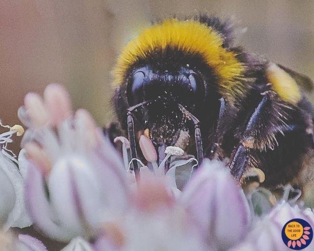 a bee on an allium plant with pollen on it's nose