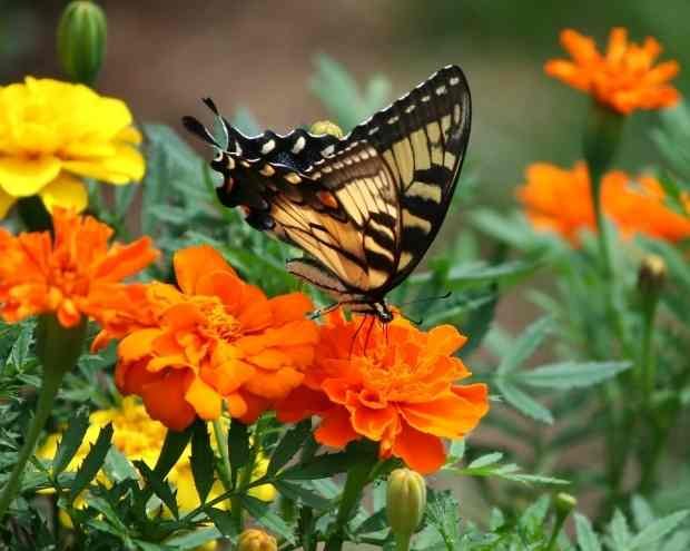 A butterfly on an orange flower