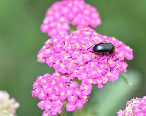 An insect crawling on a pink flower