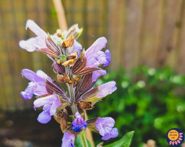 Why Does My Lavender Plant Not Smell