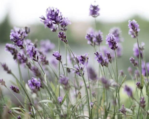 Why Does My Lavender Plant Not Smell