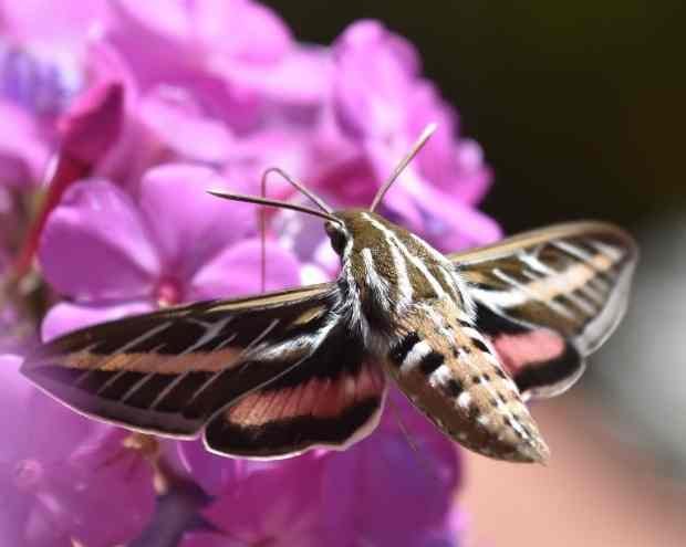 A moth on a pink flower