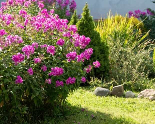 a pink perennial shrub