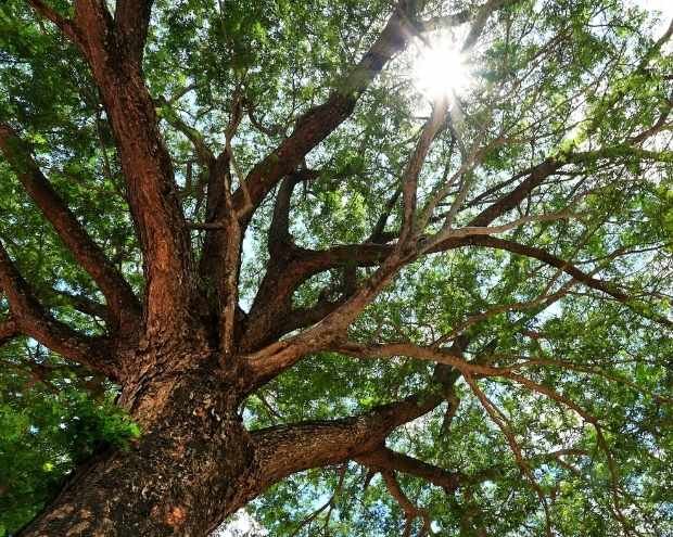 tree with sun shining through