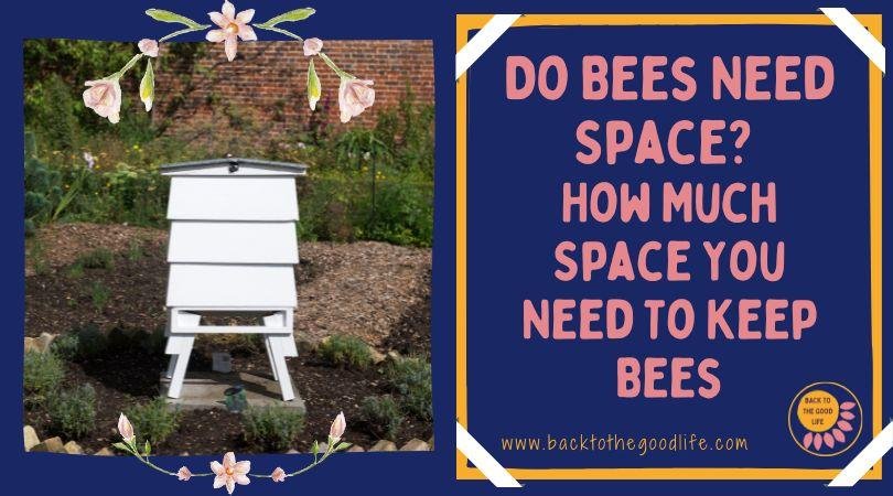 bees-and-space-how-much-do-they-need-back-to-the-good-life