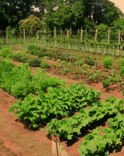 A kitchen garden in summer
