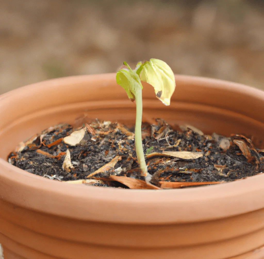 seedling in pot 4
