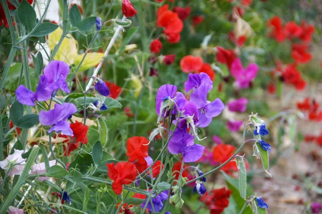 sweet pea