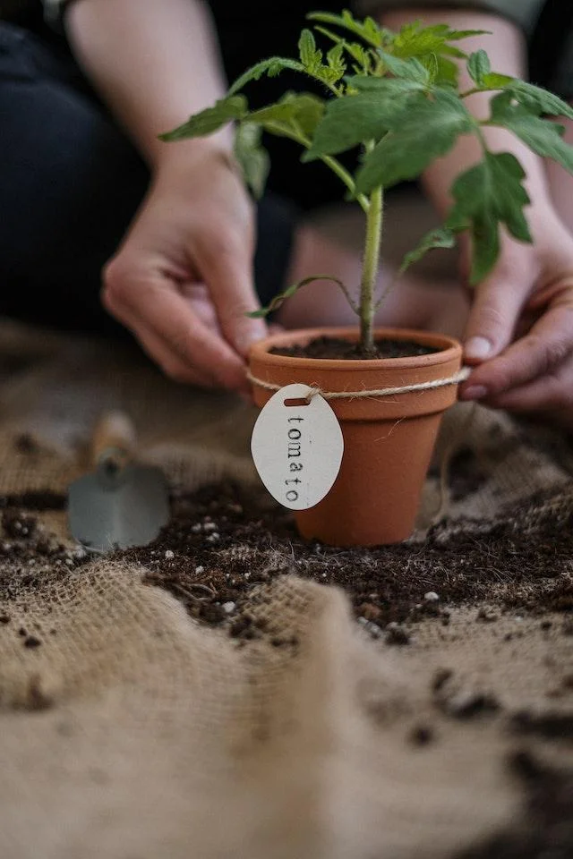 tomato plant 3