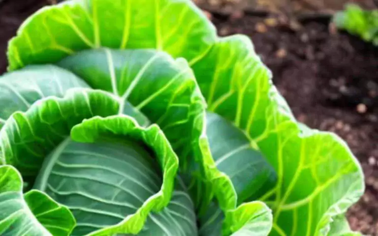 Shade-Loving Vegetables: How to Grow a Thriving Vegetable Garden in the Shade
