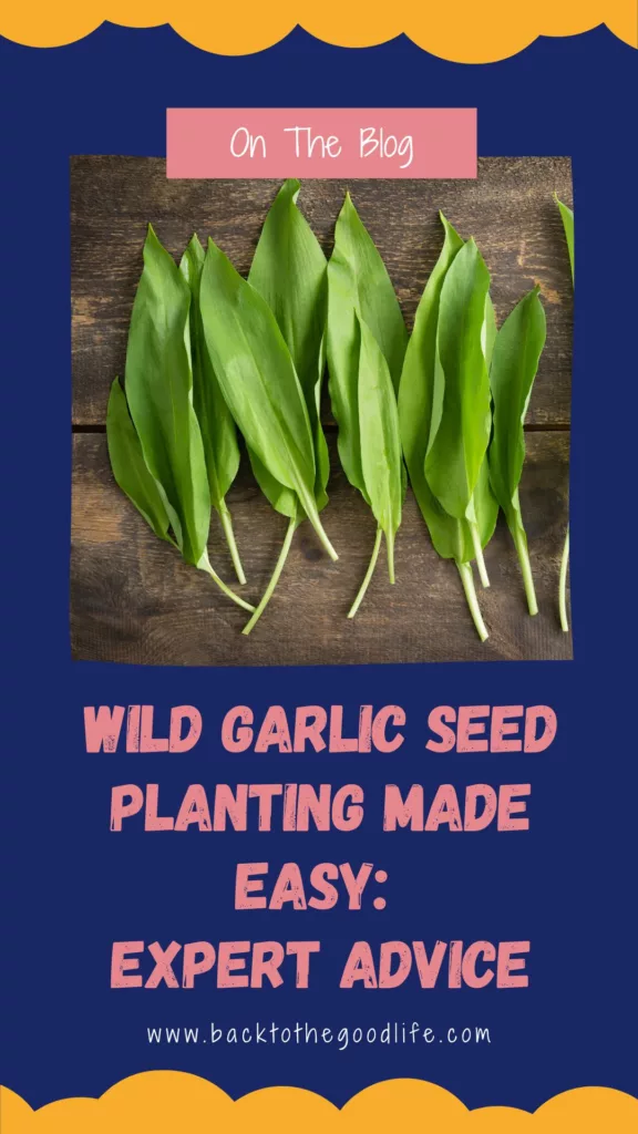 wild garlic seed Pinterest Image