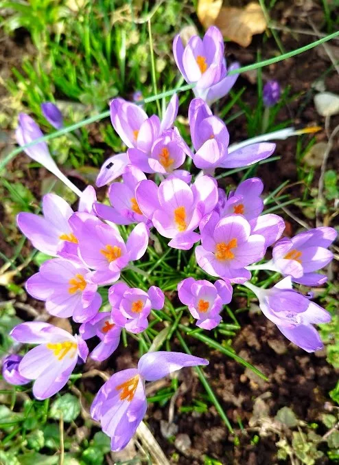 crocus jpg