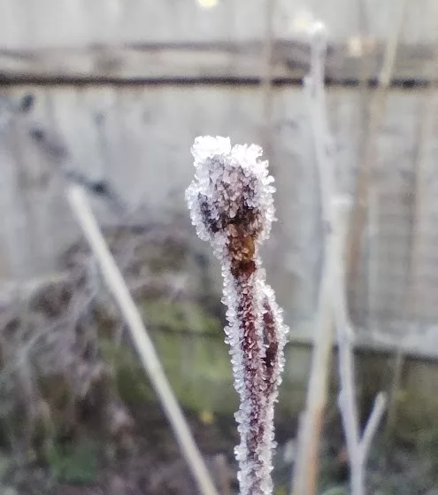 frosty bud jpg