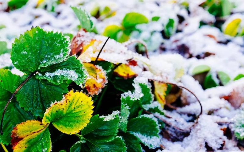 strawberry plant in frost 2 jpg