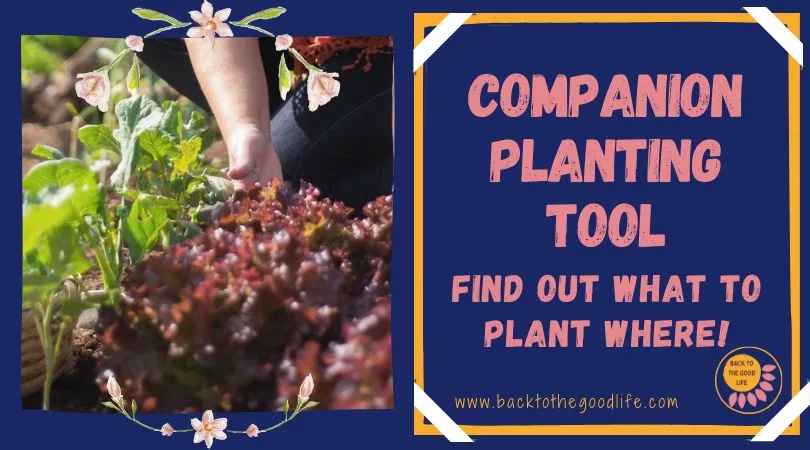 Companion Planting Tool social jpg