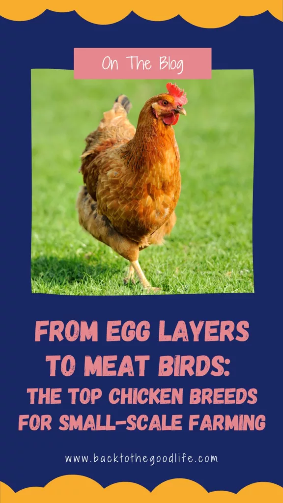 From Egg Layers to Meat Birds pinterest