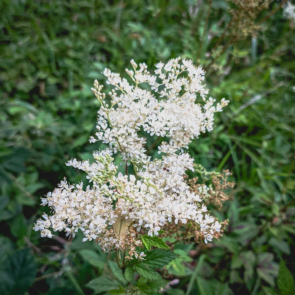 Meadowsweet growing in the uk