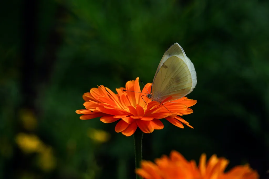 marigold 2 featured