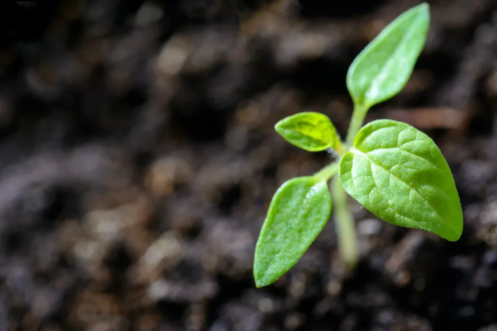 tomato plant 1