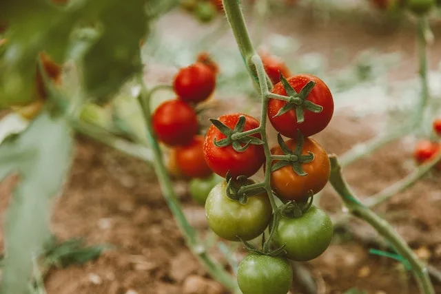 tomato plant 2 jpg