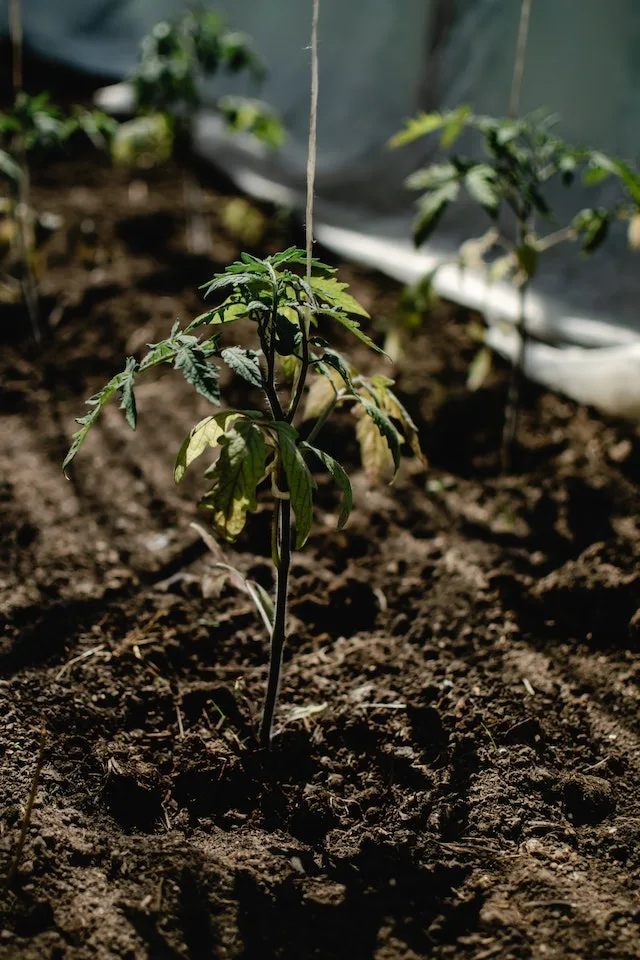 tomato plant growing