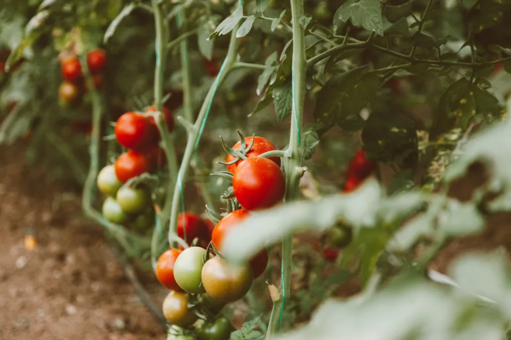 tomato plant 4 featured