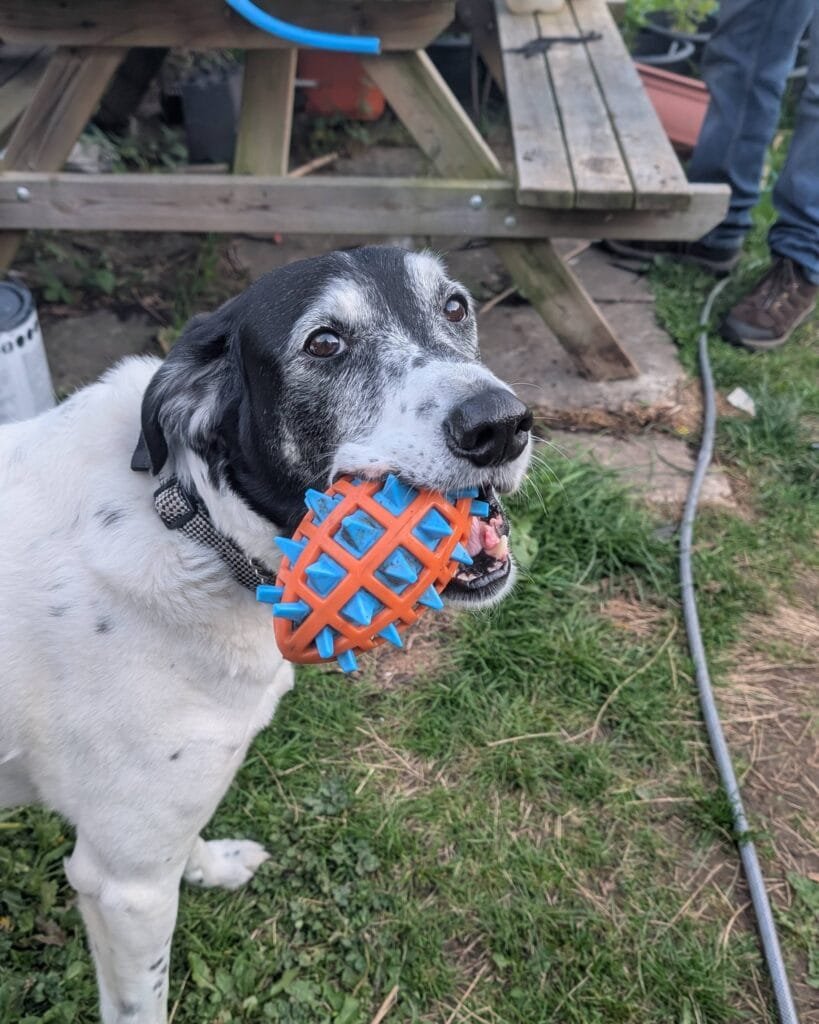 Dilly in the garden holding his orange and blue ball